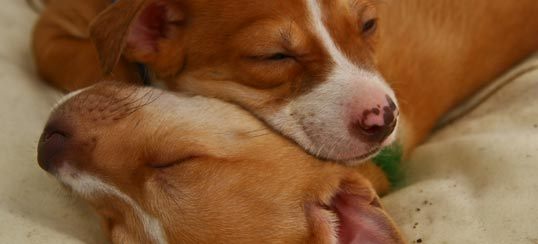 parvo in puppies survival rate parvo puppy program razoo parvo in puppies survival rate parvo puppy program razoo