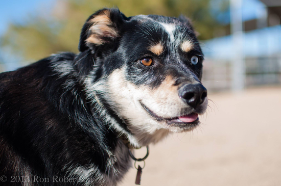 az cattle rescue arizona cattle rescue razoo az cattle rescue arizona cattle rescue razoo