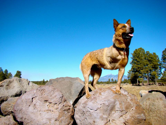 az cattle rescue arizona cattle rescue razoo az cattle rescue arizona cattle rescue razoo