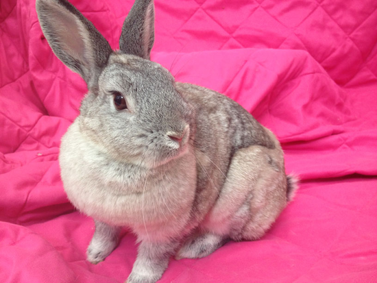 Contra Costa Rabbit Rescue | Mightycause