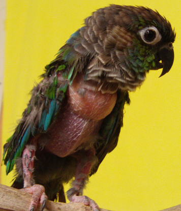 Cali Fid Parrot & Exotics Rescue Sanctuary | Mightycause