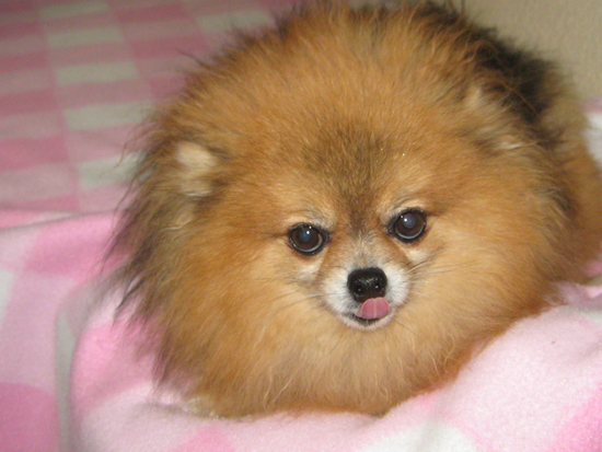 Victor Valley Animal Protective League | Mightycause