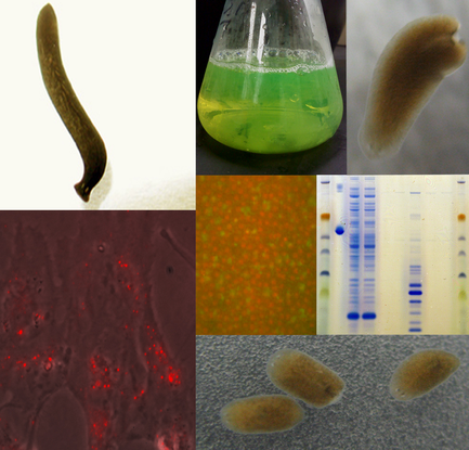 Regenerative Sciences Institute