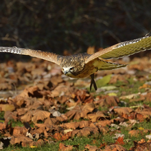 OHIO BIRD SANCTUARY