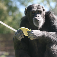 CHIMPS INC