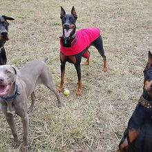 FRIENDS OF MAIZE MEMORIAL DOG PARK