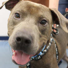 Alachua County Humane Society Inc