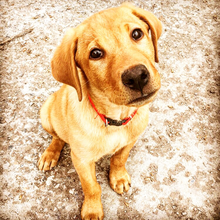 Labs for Liberty