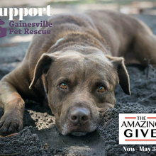GAINESVILLE PET RESCUE INC