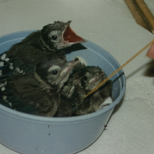 WILDLIFE RESCUE LEAGUE