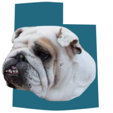 BULLDOG CLUB OF UTAH