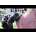 CHIMPS INC