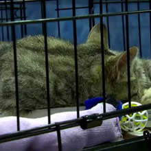 HELPING HANDS PET RESCUE INC