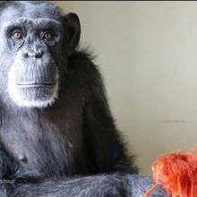 Chimpanzee Sanctuary Northwest