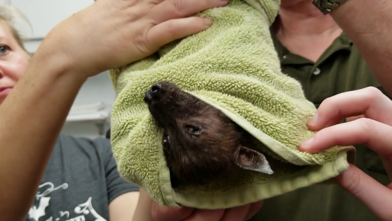 Lifetime Care for 90 Rescued Fruit Bats Mightycause